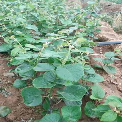 陜西獼猴桃種苗批發銷售