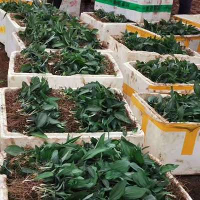 寶雞黃精種苗基地直銷,黃精種植