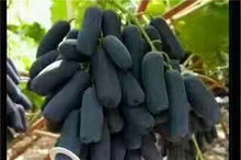 陜西渭南23456年板栗樹苗 新聞 基地報(bào)價(jià)