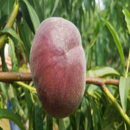 請(qǐng)您點(diǎn)擊 陜西安康嫁接核桃樹苗哪里有賣的 成活率有保證