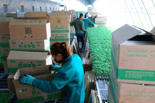 2020年度和潤(rùn)農(nóng)業(yè)種子公司種苗廠春季茬口種苗生產(chǎn)優(yōu)秀員工表彰大會(huì)隆重召開