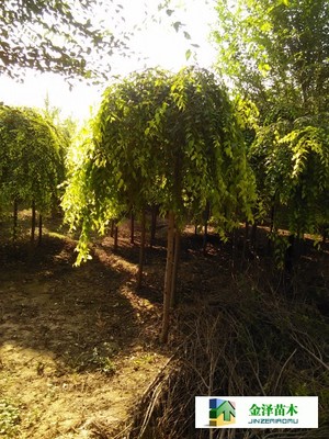 河南垂榆陜西垂榆寧夏垂榆_河北保定博野金澤綠化苗木基地_商國互聯(lián)網