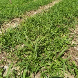 陜西商洛鎮(zhèn)安縣白芨種苗徐春濤種植基地_地址_產地貨源