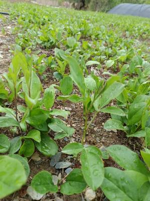 [蒼術種苗批發]陜西商洛鎮安縣蒼術種苗 0.40元/棵北蒼術苗 _ 一畝田