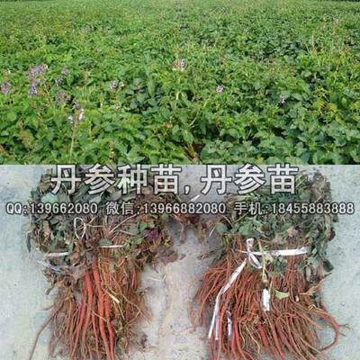 丹參苗,丹參種苗,紫丹參苗價(jià)格