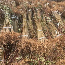 新聞 湛江桃樹苗出售 