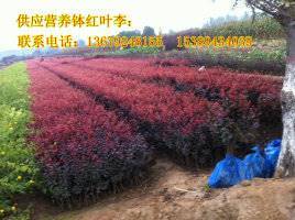 【供應(yīng)西安營養(yǎng)缽紅葉李、紫葉李、陜西叢生密枝紅葉李】價格,廠家,其他種子種苗