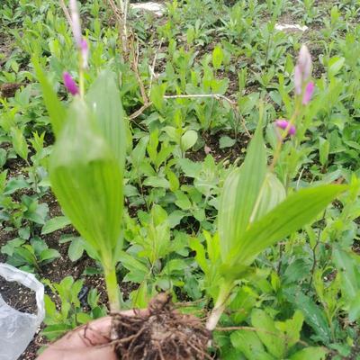 [白芨種苗批發]陜西商洛商州區白芨種苗 0.50元/棵自產自銷, _ 一畝田