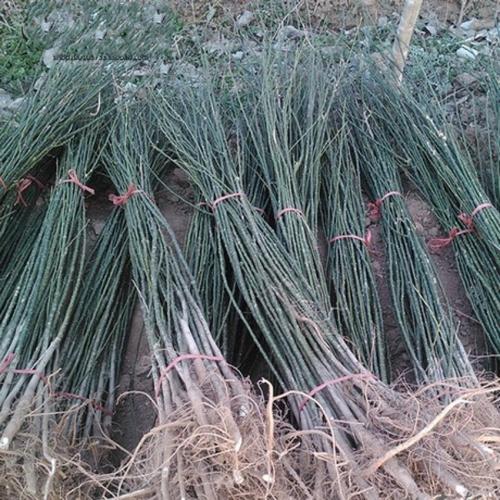 甘孜州無刺嫁接花椒樹苗種植方法,韓城獅子頭花椒苗成活率