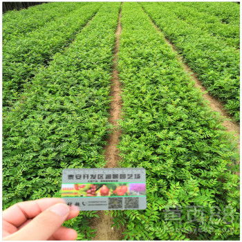 【陜西花椒苗基地批發(fā)花椒樹(shù)苗價(jià)格】-