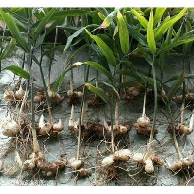 陜西黃精種苗批發(fā)價(jià)格