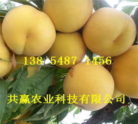 喜訊 河北唐山哪里有油蟠桃樹(shù)苗畝產(chǎn)多少斤