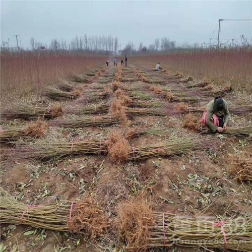 【油蟠7-7桃樹苗、油蟠7-7桃樹苗出售基地】- 