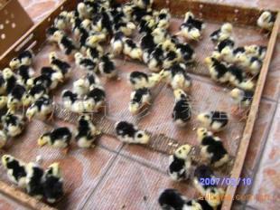 陜西貴妃雞種苗價格、西安市貴妃雞苗批發、銅川市貴妃雞苗報價_農副產品_世界工廠網中國產品信息庫