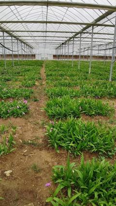 [三叉白芨種苗批發]陜西商洛商州區白芨種苗 9.80元/件樣品通 _ 一畝田