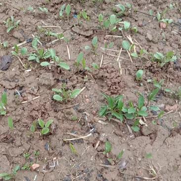 中藥材種苗,蒼術種苗原產地陜西寶雞北朱砂點蒼術種苗