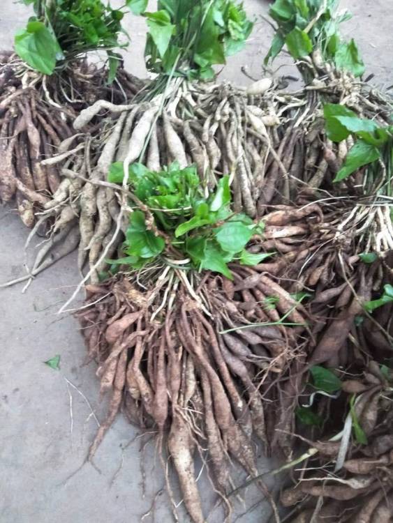 【攀枝花農(nóng)之福百部種苗品質(zhì)優(yōu)良】- 