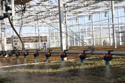 陜西楊凌:延伸草莓產(chǎn)業(yè)鏈 拓寬農(nóng)民致富路