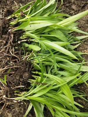 [白芨種苗批發(fā)]陜西商洛山陽縣白芨種苗 0.90元/棵白芨種苗 _ 一畝田