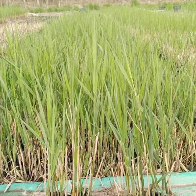 陜西盆栽蘆葦苗廠家批發(fā) 榆林市盆栽蘆葦種苗種植基地