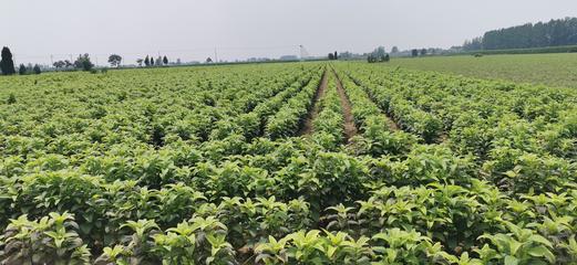 板藍根種苗基地批發(fā) 陜西板藍根種苗哪里有賣