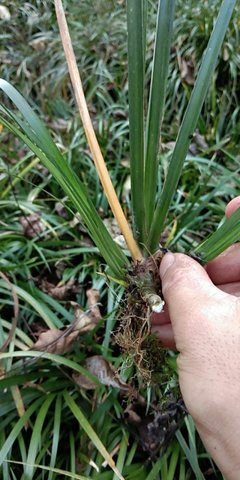 [批發(fā)]陜西漢中西鄉(xiāng)縣 0.50元/株蒼蒲種苗 _ 一畝田