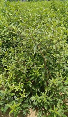 [蒼術(shù)種苗批發(fā)]陜西商洛鎮(zhèn)安縣蒼術(shù)種苗 0.60元/棵秦嶺地區(qū)半 _ 一畝田