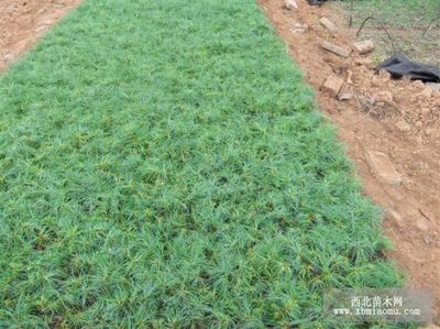 華山松圖片 8張 陜西寶雞基地_綠化小苗圖片