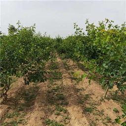 新聞推薦 陜西大金星山楂苗種植技術