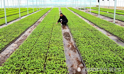 陜西寧強(qiáng) 蔬菜育苗管護(hù)忙