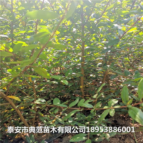 石榴樹苗多少錢 石榴苗產(chǎn)地直銷