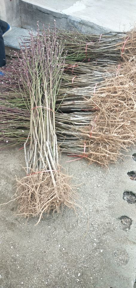 阜新市歡迎前來(lái)咨詢桃苗圖片