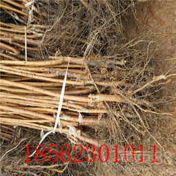 【陜西黑柿子樹(shù)苗的用途】- 