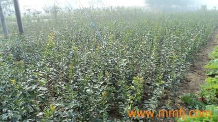 花卉種子、種苗-花卉種子、種苗供應-花卉種子、種苗價格-產品大全列表-E路風機網產品大全