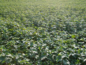 隋延軍出售黑加侖樹苗 黑醋栗 品質(zhì)好 獲大家贊揚