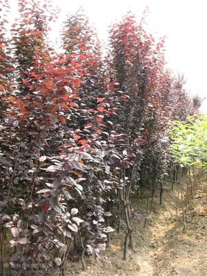 【種子種苗】_陜西咸陽市種子種苗價格_種子種苗批發(fā)_陜西咸陽市種子種苗供應(yīng)商-搜了網(wǎng)