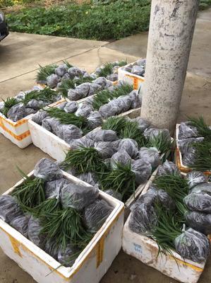 [白芨種苗批發(fā)]陜西漢中漢臺區(qū)白芨種苗 0.60元/棵白芨種苗基 _ 一畝田