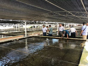 數(shù)十萬畝養(yǎng)蝦市場巨大 北方投資商南下尋找中國好蝦苗,誰能搶得先機