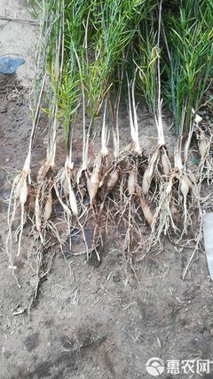 陜西潤農(nóng)農(nóng)業(yè)優(yōu)質(zhì)天冬種苗