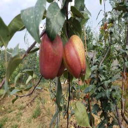 請您點擊 陜西安康嫁接核桃樹苗供應(yīng)商 種苗培育基地