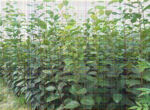 【柿子苗四川甜柿苗品種】-