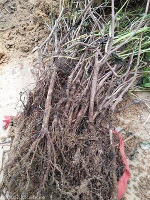 訂購爬山虎種苗陜西種植時間