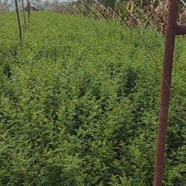 [黃刺梅種苗批發]陜西咸陽楊陵區黃刺梅種苗 1.00元/棵黃刺梅 _ 一畝田