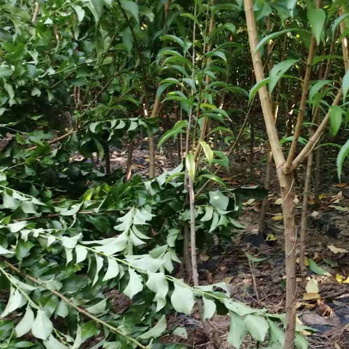 【陜西渭南蜂糖李苗每日報價,陜西渭南蜂糖李苗批發(fā)】-