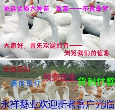 廣東鵝苗價格 鎮江鵝苗價格