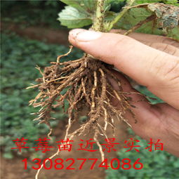 【草莓苗批發(fā)多少錢】-
