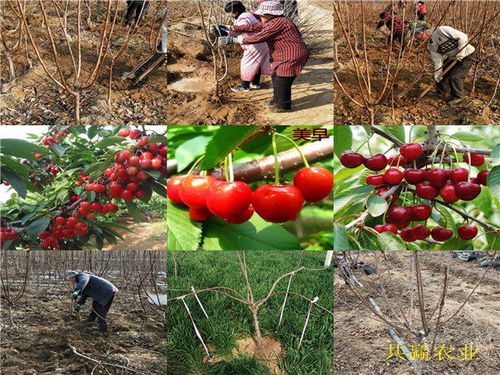 內(nèi)蒙古興安盟新品種李子樹苗基地送貨價(jià)格