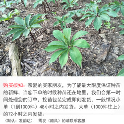 七葉一枝花苗介紹_七葉一枝花苗