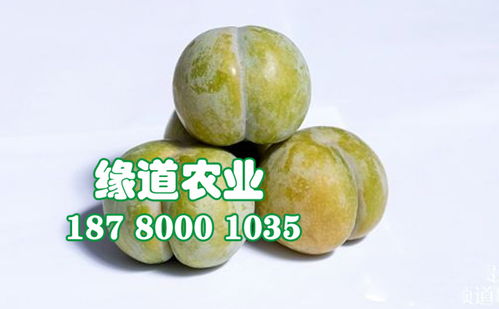 【陜西蜂糖李子樹苗批發、2公分蜂糖李子苗報價】- 