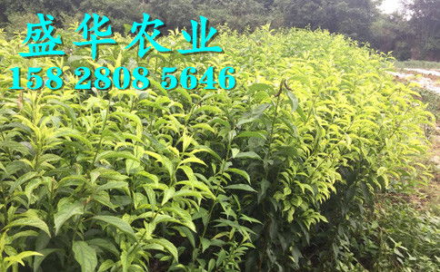 【廣西鳳凰李苗當地信賴賣家、早熟廣西五月脆李苗產地直銷供應。】-